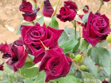 自己做澆花營(yíng)養(yǎng)水，月季蹭蹭冒花苞