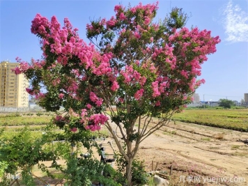 紫薇樹(shù)常見(jiàn)病蟲(chóng)害的防治