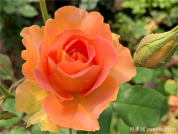 推薦10款變色月季品種，顏色多變，好看又好養(yǎng)