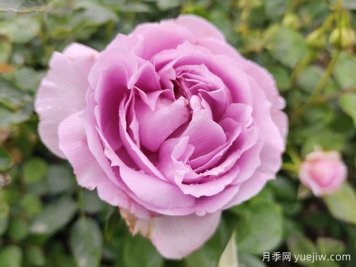 月季花變形的幕后黑手，16個原因