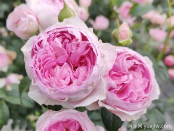 月季花前、花期、花后的施肥辦法