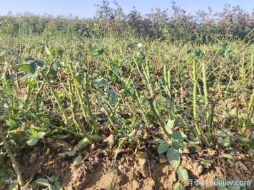 月季裸根苗種植時間？盆栽和地栽種植方法