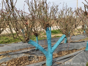 冬季為什么不建議園林施工？有哪些品種可以種植？