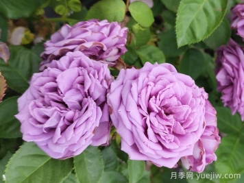 春天如何選購(gòu)好花卉？選購(gòu)春季花卉技巧有哪些？