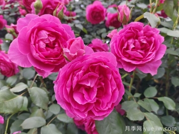 6種復花能力強的藤本月季，爬藤開花機器