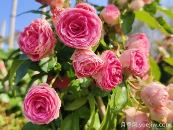花友決定淘汰4個月季品種，養(yǎng)花路上你放棄什么？