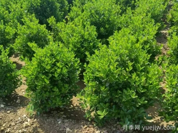 四種常綠籬在園林景觀營造中的應用和配置