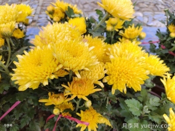 九月份開花的花卉植物有哪些？