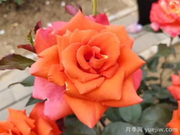 玫瑰，浪漫之花