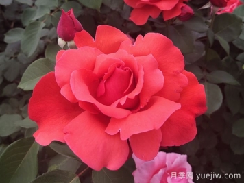 中國十大名花有哪些？