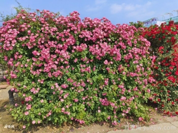 十個田園景觀設(shè)計理念，回歸美好田園庭院生活