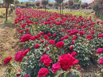 園林綠化工程為什么在春季種植月季？