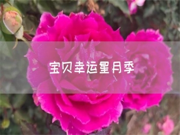 寶貝幸運星月季