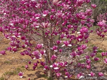 春季北方庭院開(kāi)花最大的木本植物