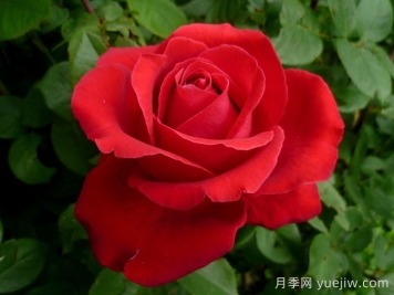 愛的魔力月季/貝佐伯/愛的咒語(yǔ)