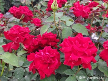 盆栽花卉的春天養(yǎng)護(hù)管理注意事項(xiàng)