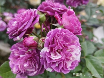 50種綠植花卉大全，值得收藏