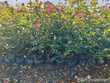 盆栽微型月季的養(yǎng)殖辦法，做好三點(diǎn)開(kāi)花不斷