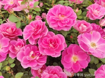 植物怎樣搭配以實(shí)現(xiàn)四季有景？