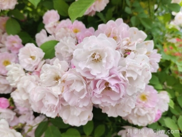 粉團薔薇