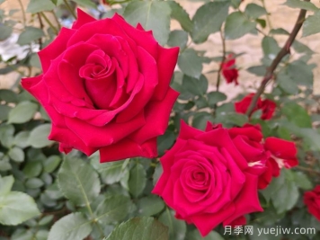 月季的專業(yè)名詞解析，看懂術(shù)語