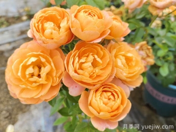 果汁陽(yáng)臺(tái)月季專為陽(yáng)臺(tái)，讓果汁陽(yáng)臺(tái)四季開(kāi)花的辦法
