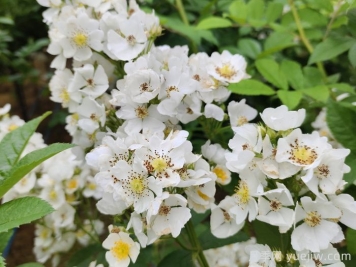 網(wǎng)購(gòu)回來(lái)的月季不開(kāi)花是怎么問(wèn)題？