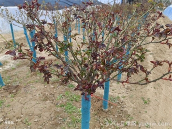 月季發(fā)芽了，葉片一碰就掉是什么問題？
