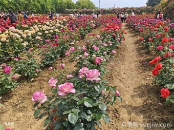 園林景觀工程包含哪些具體施工項目和施工標準？