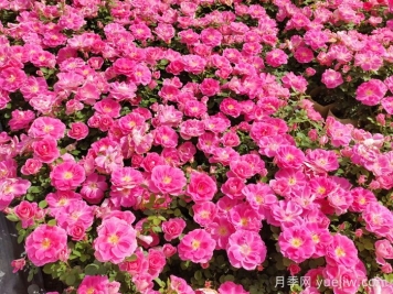 宿根花卉品種在園林景觀工程中的應用