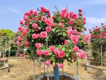 怎樣使月季樹(shù)開(kāi)花大而艷？