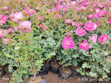 月季移栽后黃葉打焉怎么辦？盆栽月季小苗移栽問題