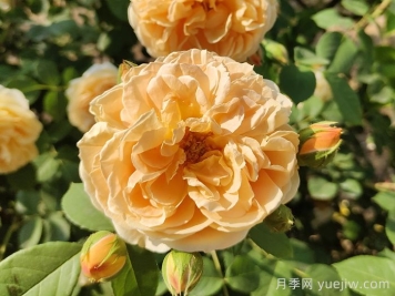花卉市場月季十元一盆，為何網(wǎng)購月季苗要五十一盆？