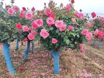 河北河間：月季成網(wǎng)紅，美麗能致富
