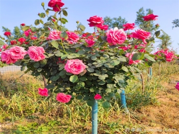 樹狀月季花怎么澆水和施肥？