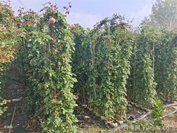 藤本月季是購買大苗好還是小苗好？