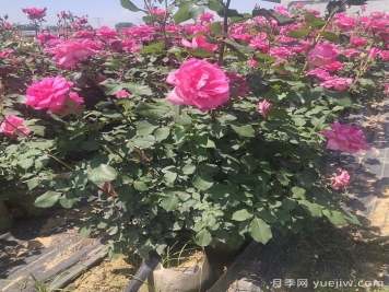 盆栽月季施肥時(shí)間表