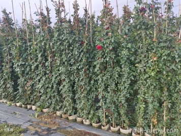 秋季藤本月季掌握好修剪和施肥，打造浪漫花墻
