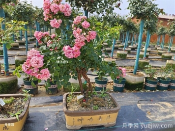 古樁盆景月季，既有顏值，又有價(jià)值