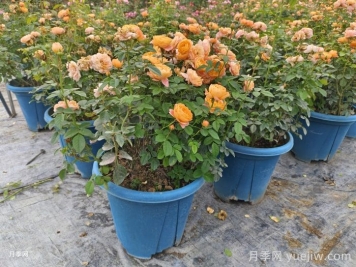 月季花如何修剪？南陽基地抓住這3個時(shí)間修剪花開不斷