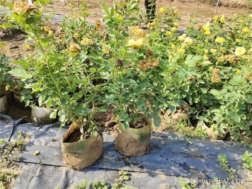 月季夏季狀態(tài)不佳，如何改善情況？