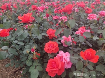 石橋月季日常管理技術(shù)要點(diǎn)有哪些？