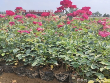 什么是月季捻枝？捻枝的注意事項