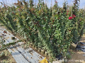藤本月季養(yǎng)植要點(diǎn)有哪些？