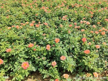 秋季月季花再開爆，要做好夏季工作