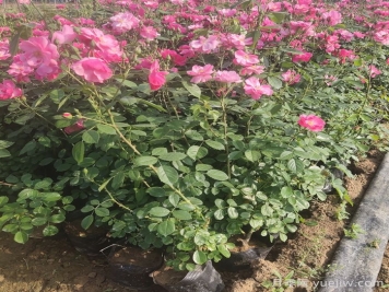地栽月季在春秋季節(jié)能施復合肥嗎？