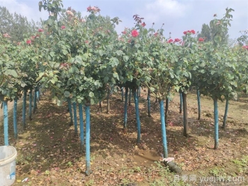 南陽樹狀月季網(wǎng)上交易成功，900棵出嫁杭州蕭山
