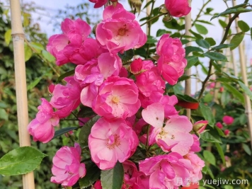 在陽臺(tái)種植藤本月季需要考慮哪些因素？