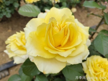月季銹病的危害癥狀及其防治技術(shù)要點(diǎn)有哪些？