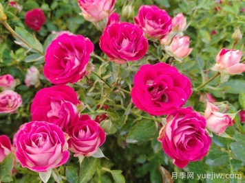 月季花春季施肥過多怎么辦？
